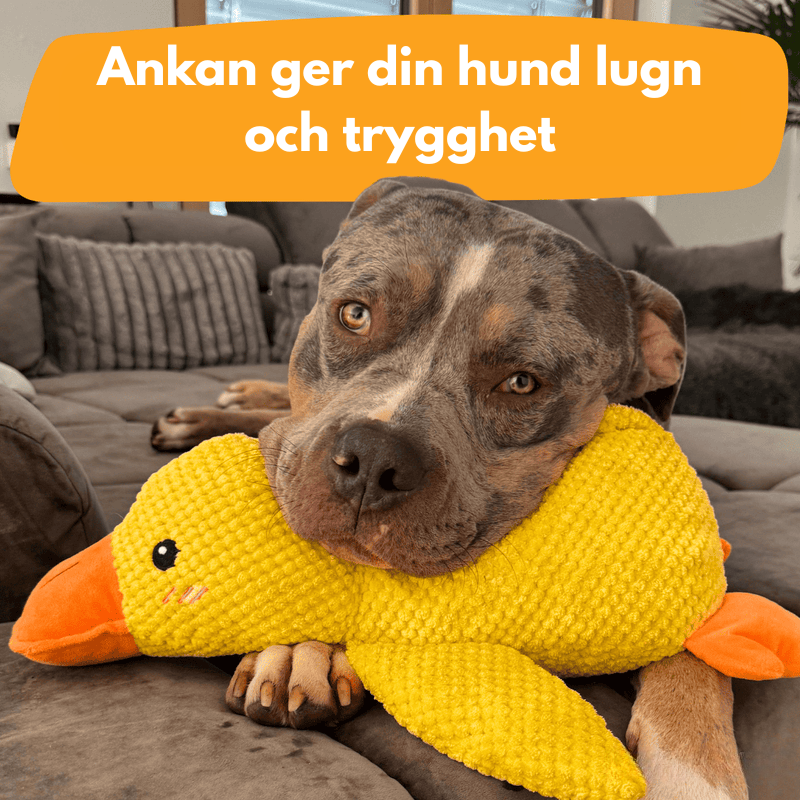 Antistress-Anka™ – Ge din hund lugn och trygghet